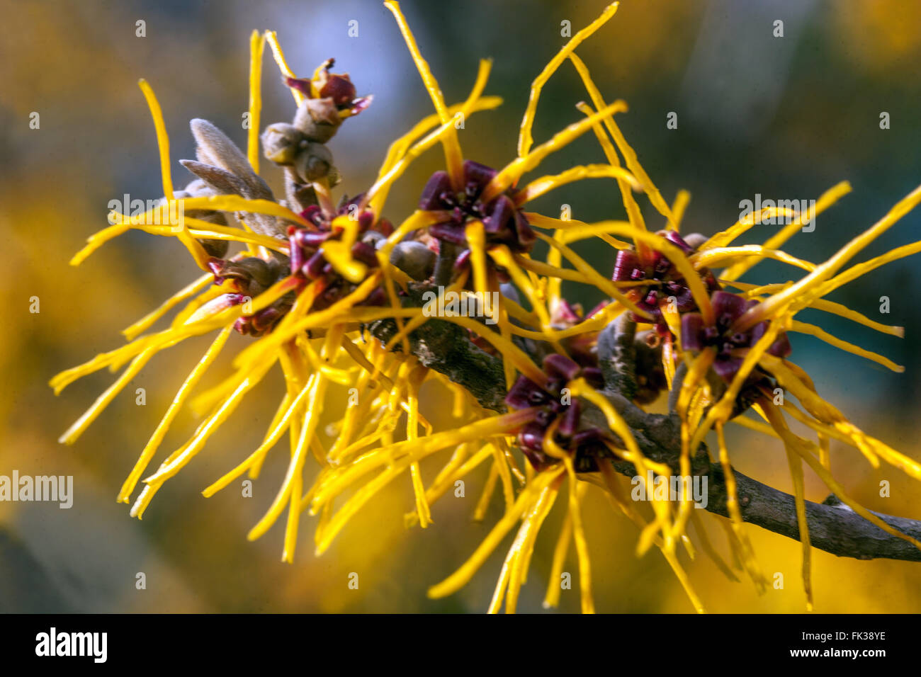 Hamamelis x Intermedia 'Gimborn Parfum", Hamamelis- Stockfoto