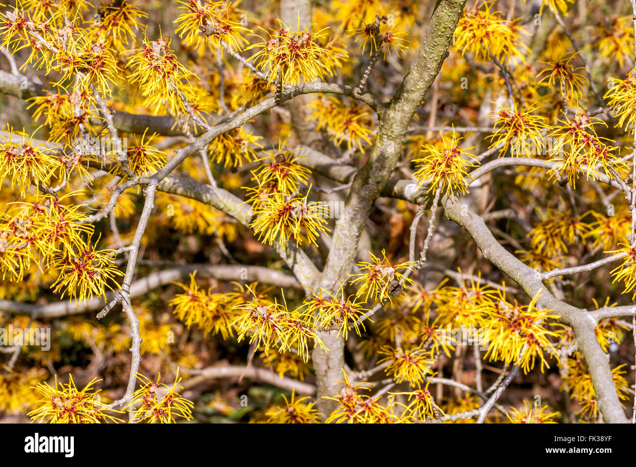 Hamamelis x intermedia „Gimborn's Parfüm“ Winter blühender Sträucher Stockfoto