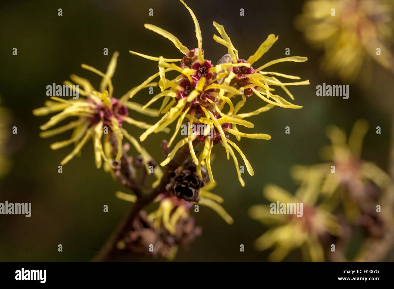 Hamamelis x Intermedia 'Gimborn Parfum", Hamamelis- Stockfoto