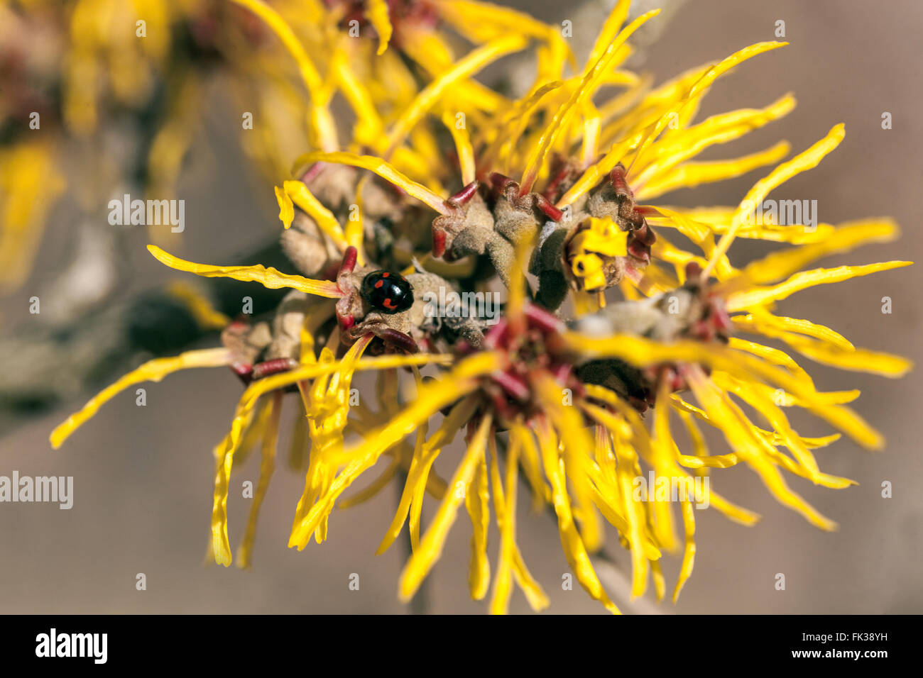 Hamamelis x intermedia 'Gimborn's Perfume', Witch-Hazel Winter Stockfoto