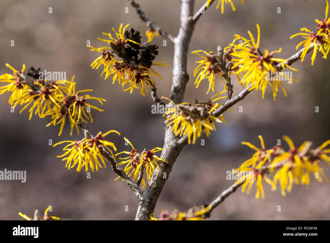 Hamamelis x intermedia 'Gimborn's Perfume', Hexe-Haselbaum Zweig Stockfoto