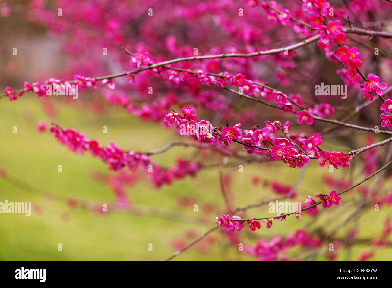 Prunus mume Prunus Beni Chidori, chinesische Pflaume oder japanische Aprikose rosa Frühlingsblüten Baum blüht Stockfoto