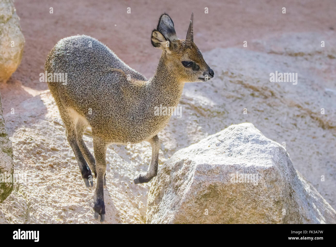 Dikdiks (Madoqua Kirkii) ist eine kleinste Antilope Stockfoto