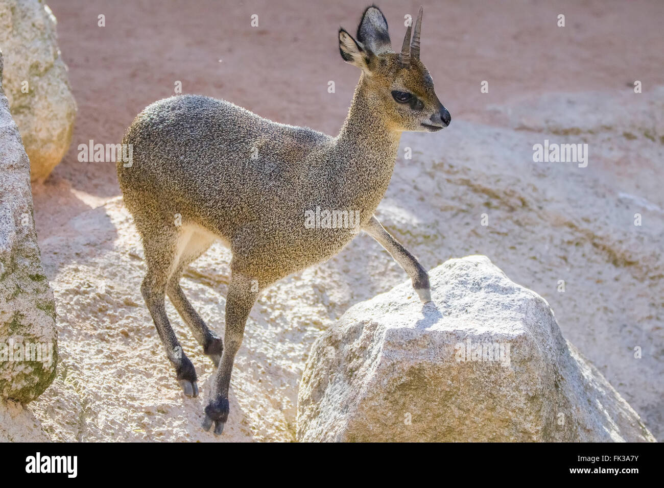 Dikdiks (Madoqua Kirkii) ist eine kleinste Antilope Stockfoto
