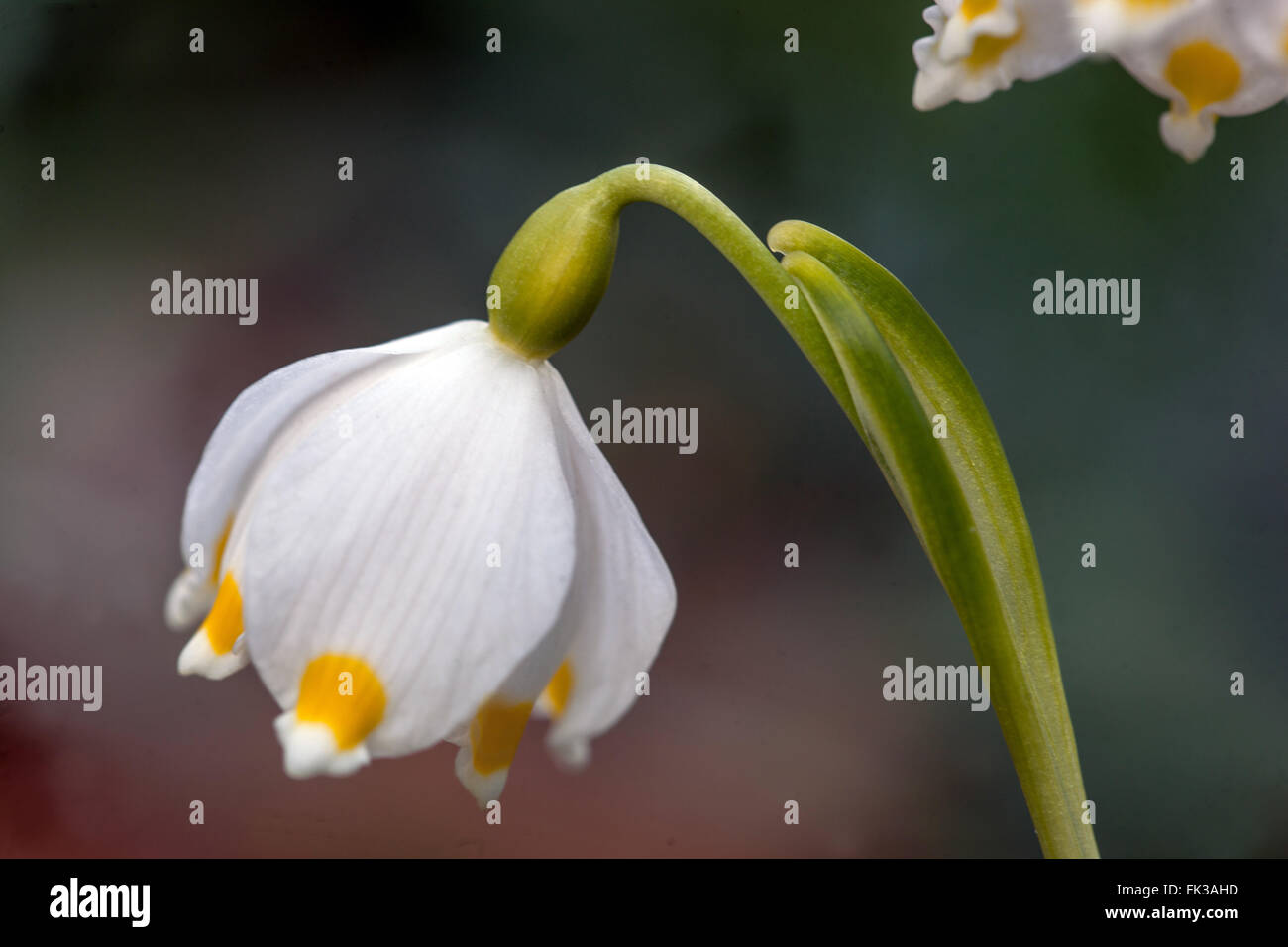 Leucojum vernum Stockfoto