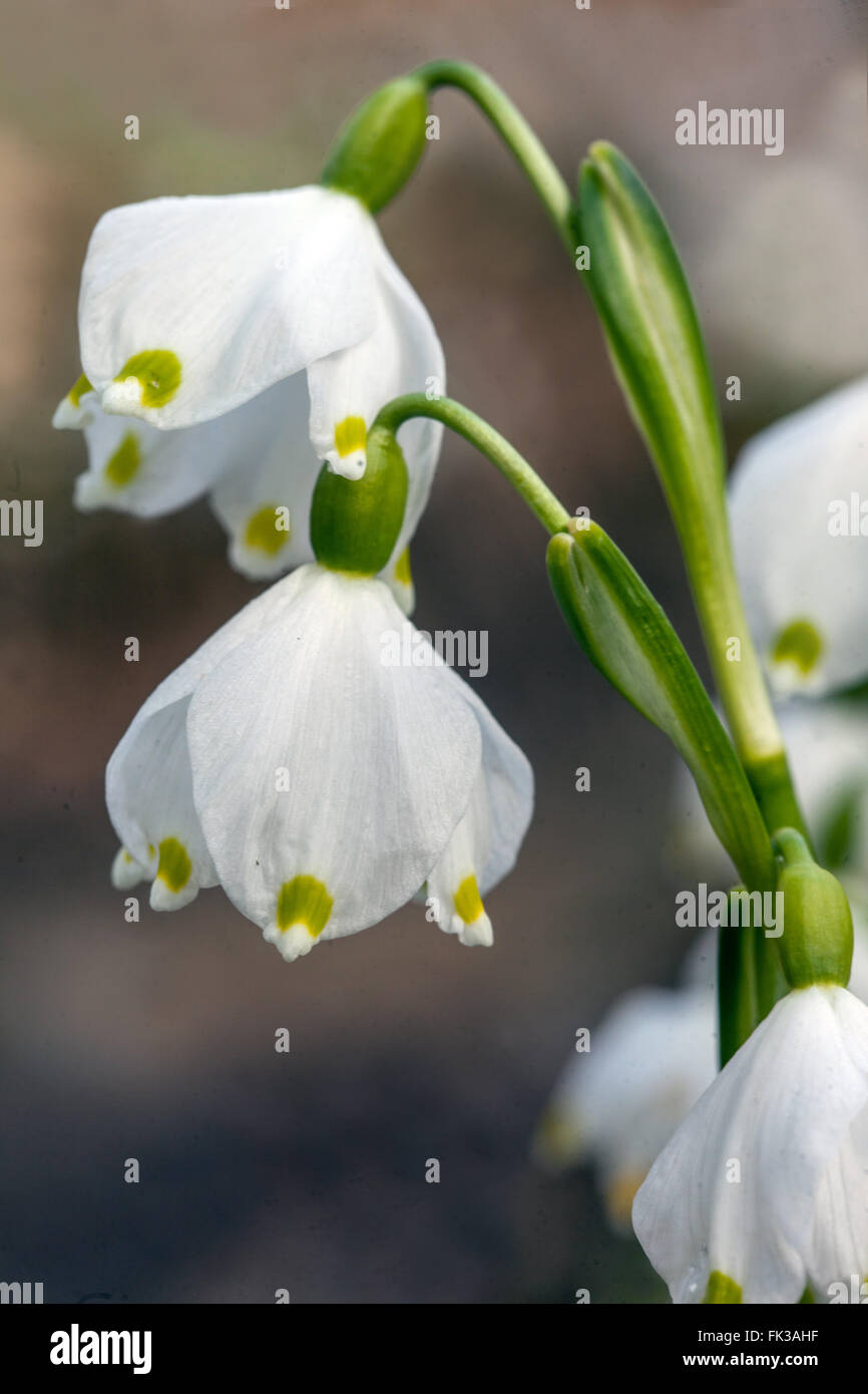 Leucojum vernum Stockfoto