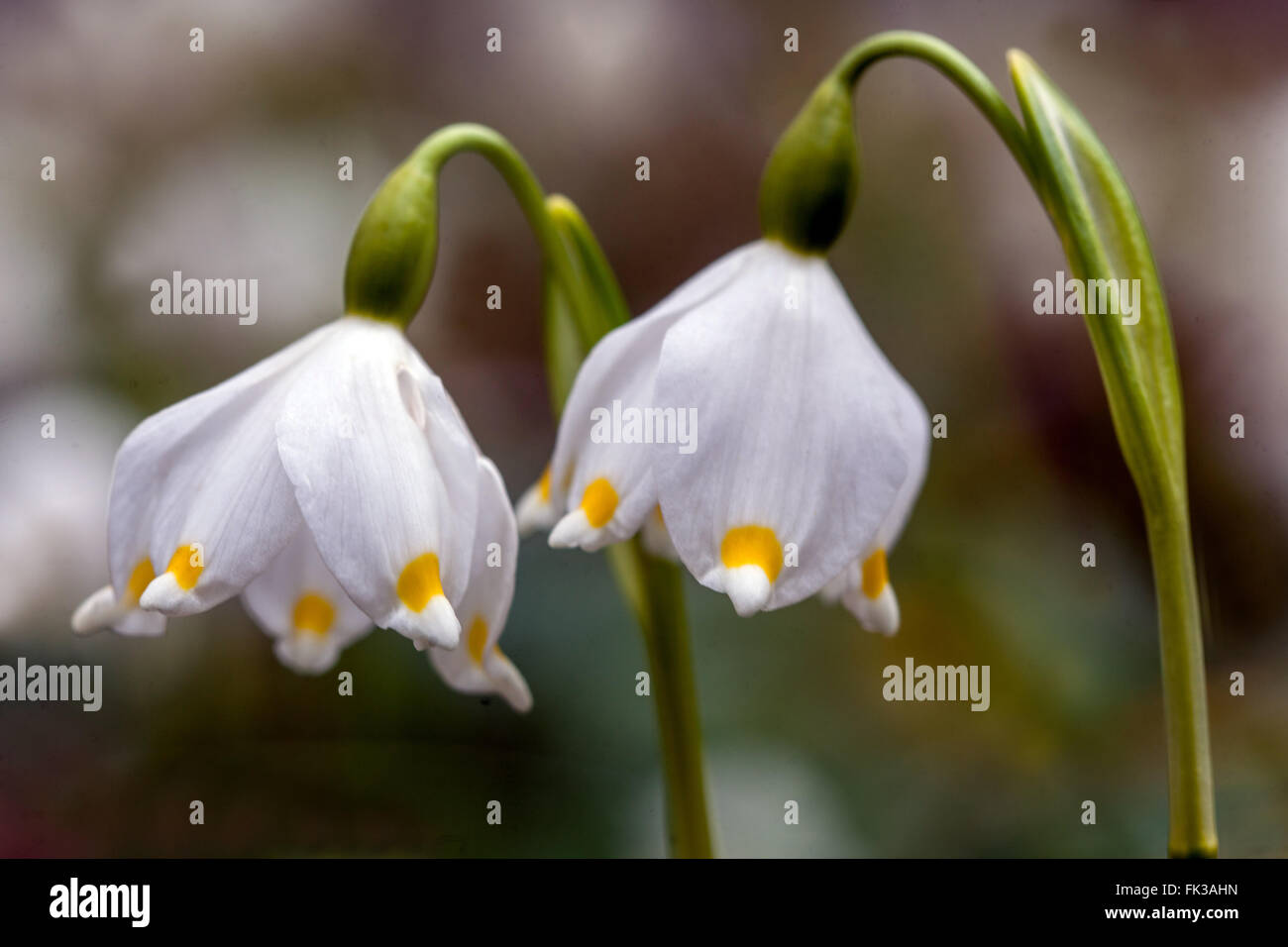 Frühling Schneeflocke Leucojum vernum Stockfoto