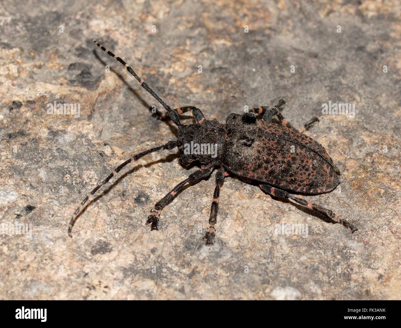 Longhorn Beetle (langen Hörnern, Bock-, Bockkäfern) Moechotypa Diphysis Stockfoto