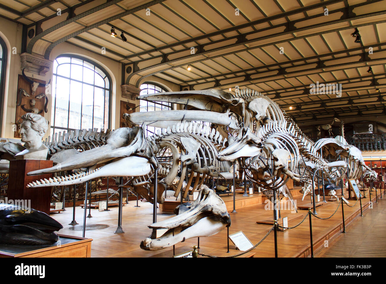 Skelette von Dinosauriern im National Museum of Natural History Stockfoto