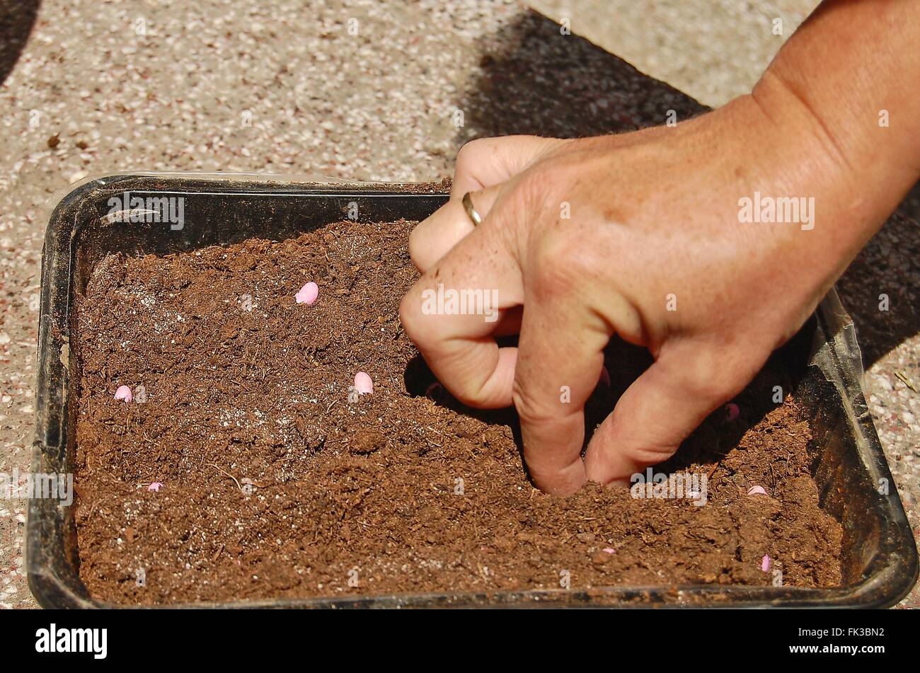 Weibliche Hand gepflanzt Gemüse in einem Kunststoffbehälter. Stockfoto