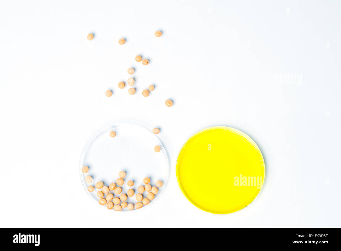 Gentechnisch veränderte Sojabohnen, Pflanzenzelle Wissenschaft Stockfoto