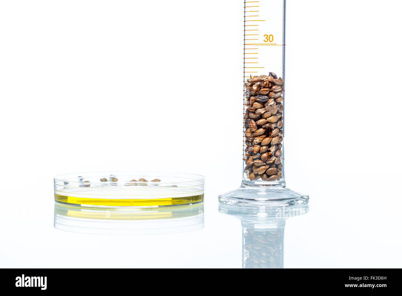 Gentechnisch veränderte Weizen, Pflanzenzelle Wissenschaft Stockfoto