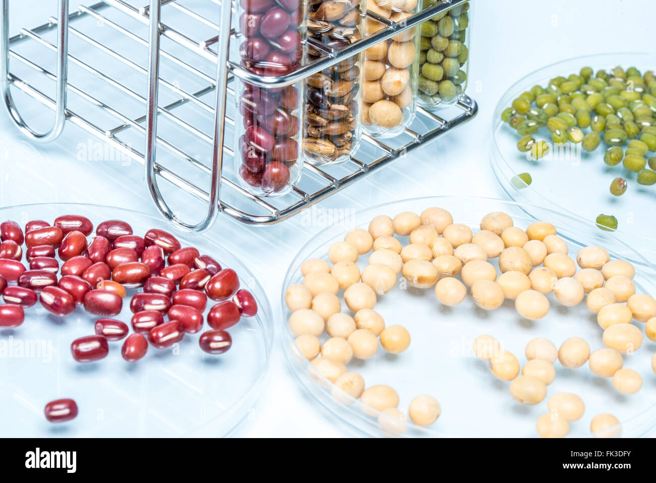 Leguminosen mit gentechnisch veränderten Weizen Pflanzenzelle Wissenschaft Stockfoto