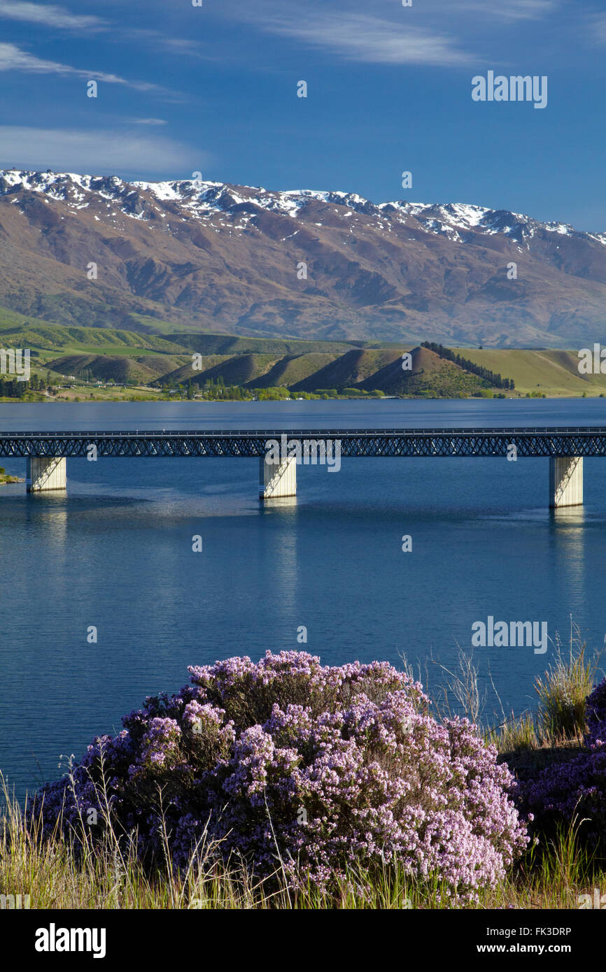 Wilder Thymian in Blüte im Frühling, Deadman Point Bridge und Lake Dunstan, Cromwell, Central Otago, Südinsel, Neuseeland Stockfoto