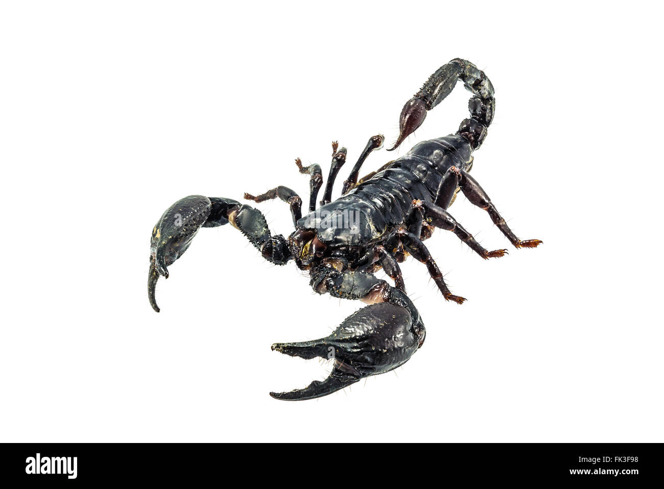 Ein Foto der Skorpion auf weißem Hintergrund isolieren. Stockfoto