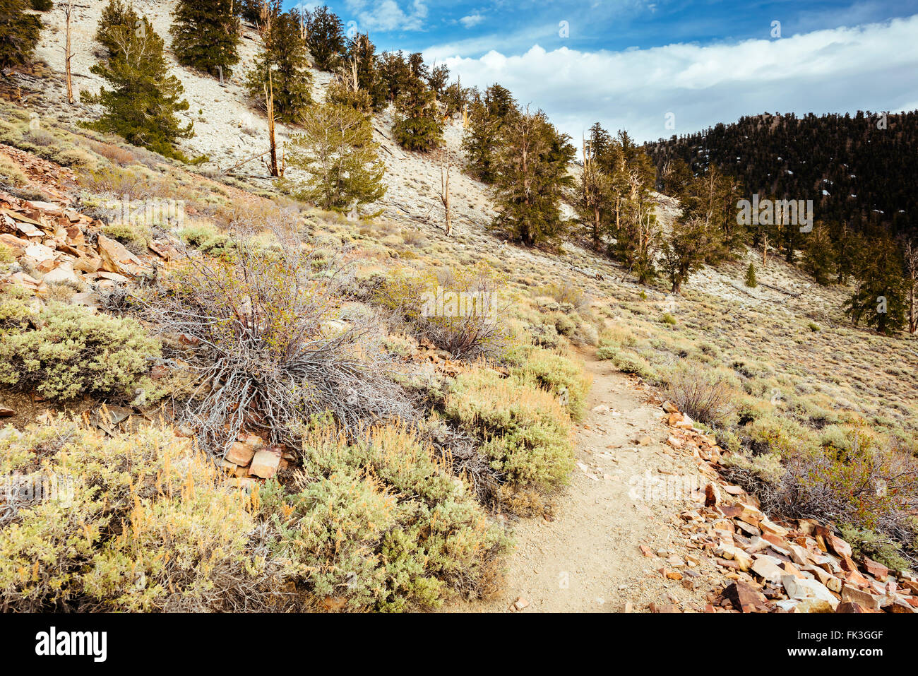 Der Lehrpfad im alten Bristlecone Kiefer-Wald in der Nähe von Bishop, Kalifornien Stockfoto