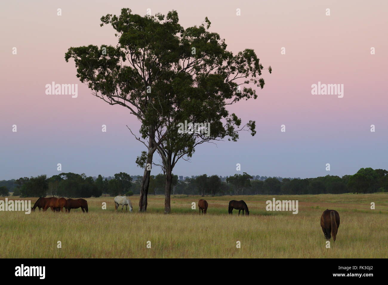 Lager Pferde grasen in der Abenddämmerung. Stockfoto