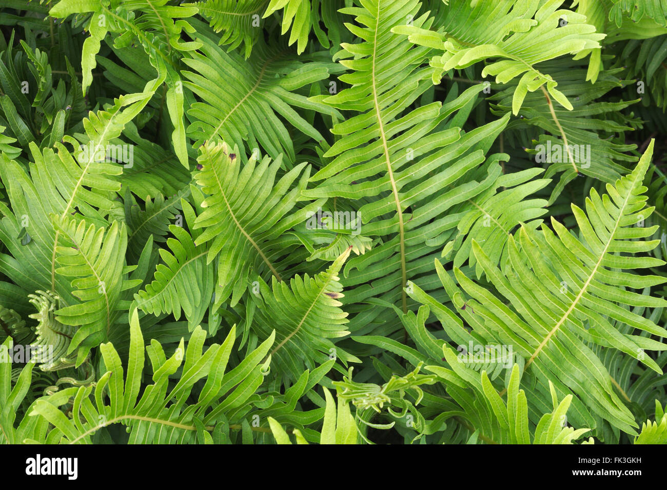 Grüner Farn Blätter, full-Frame hautnah. Stockfoto