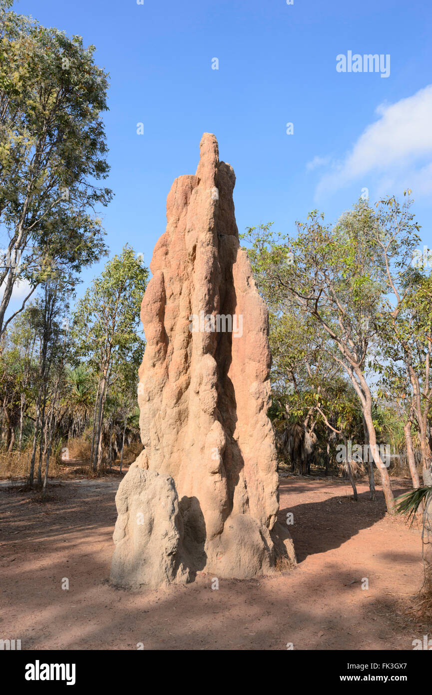 Kathedrale Termite Mound, Litchfield Nationalpark, Northern Territory, Australien Stockfoto