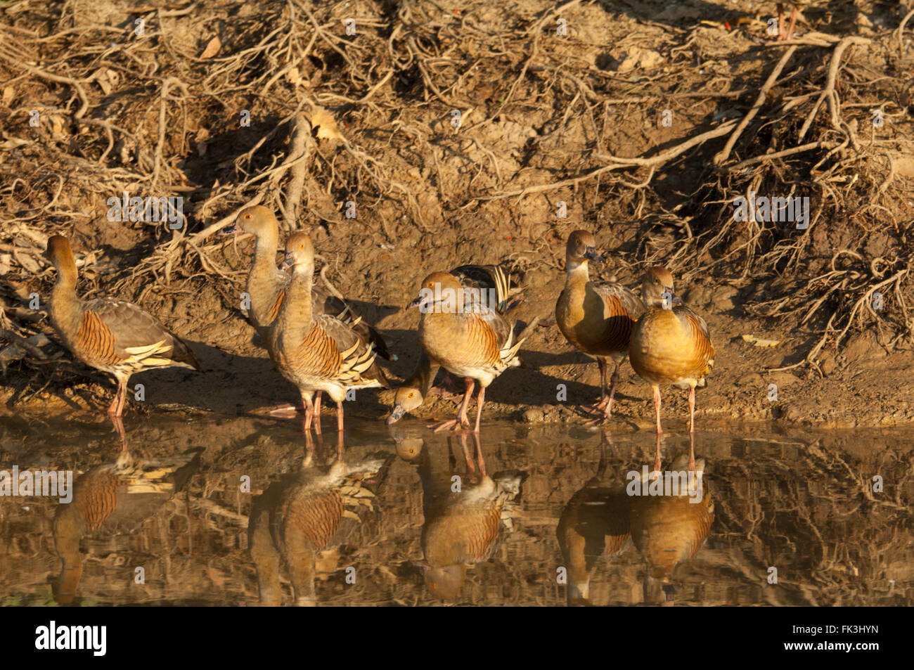 Federbusch, Pfeifen-Ente (Dendrocygna Eytoni), gelbe Wasser Billabong, Kakadu-Nationalpark, Northern Territory, NT, Australien Stockfoto