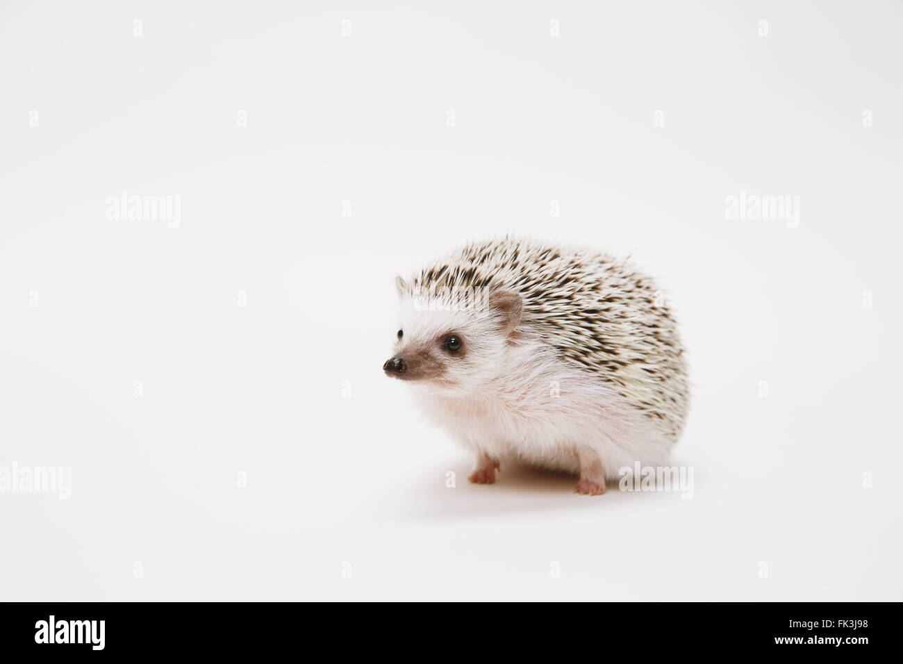 Süßer igel -Fotos und -Bildmaterial in hoher Auflösung – Alamy