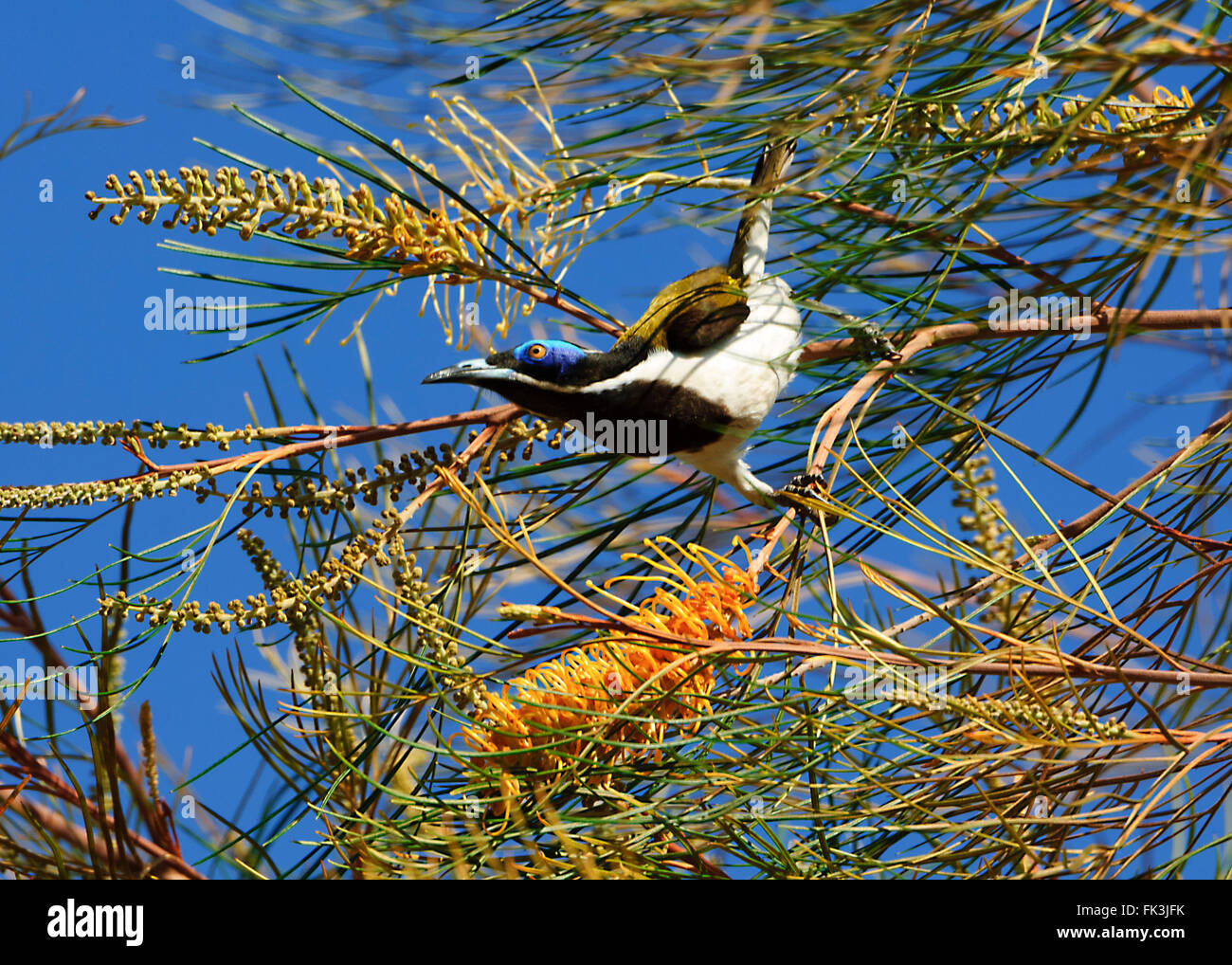 Blau-faced Honigfresser (Entomyzon Cyanotis), Kakadu-Nationalpark, Northern Territory, Australien Stockfoto