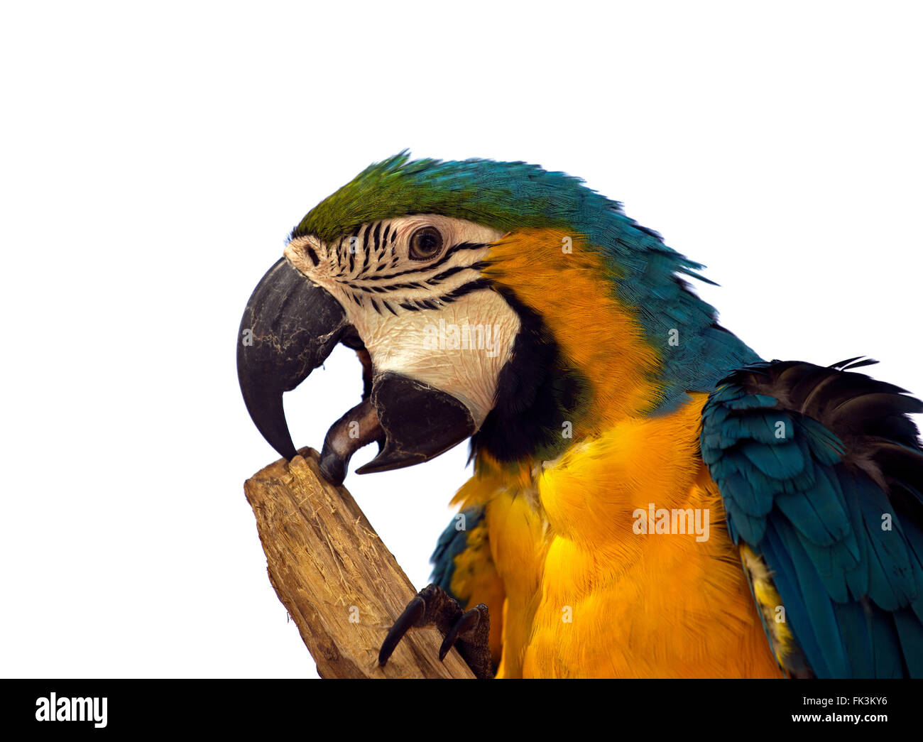 Bunte Papagei Stockfoto