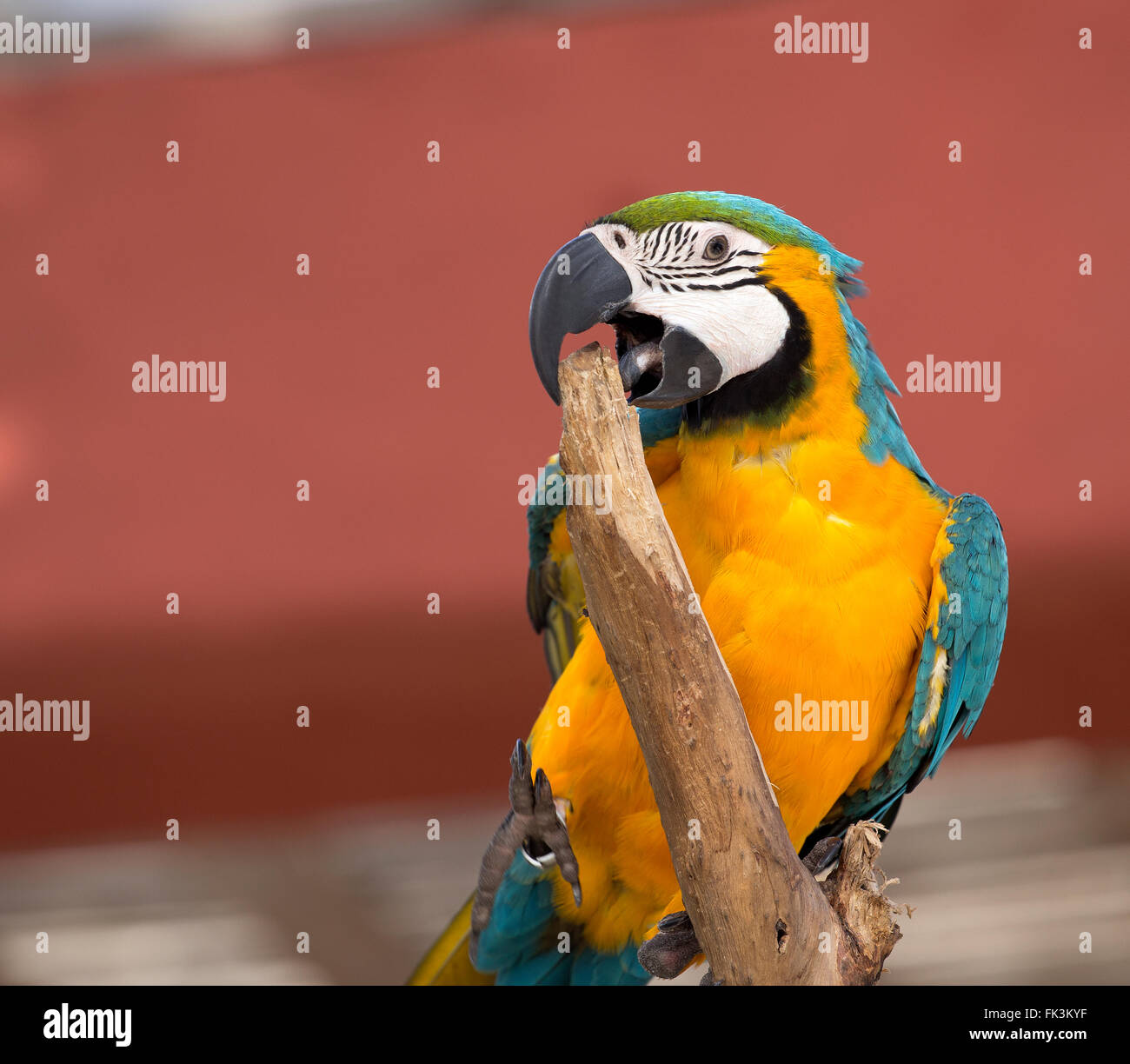 Bunte Papagei Stockfoto