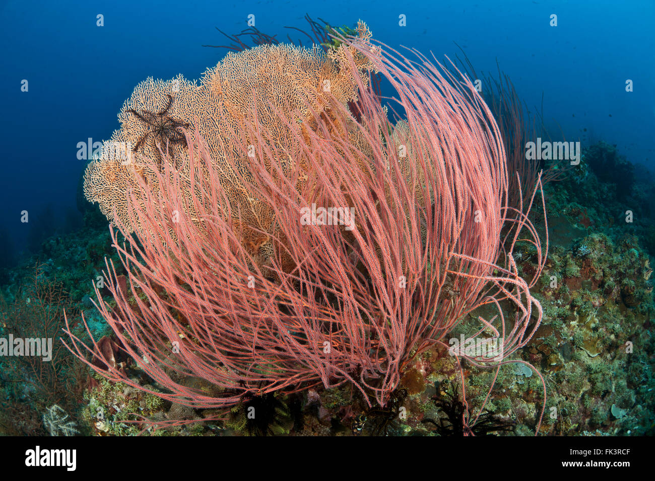 Rote Peitsche Korallen oder Meer Peitschen (Ellisella sp.) Stockfoto