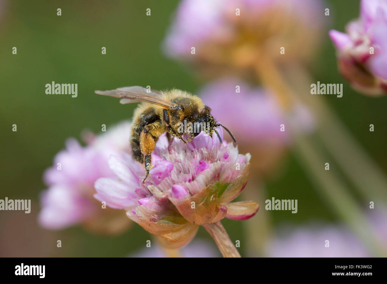 Mining Bee; Andrena Nigroaenea Single auf Sparsamkeit Blume Cornwall; UK Stockfoto