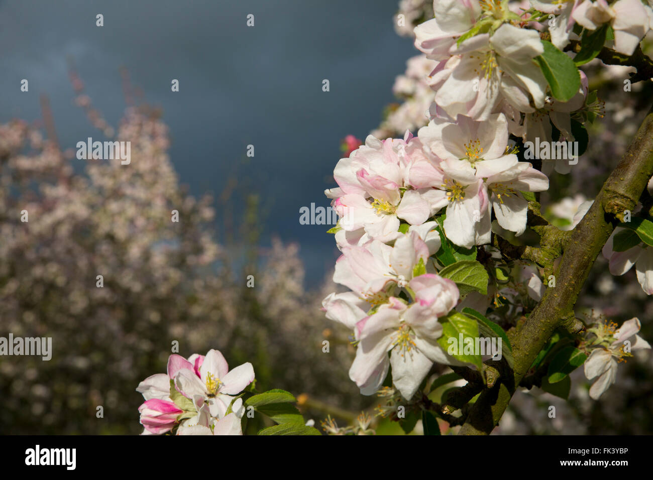 Apple Blossom; Moorhampton; Herefordshire; UK Stockfoto