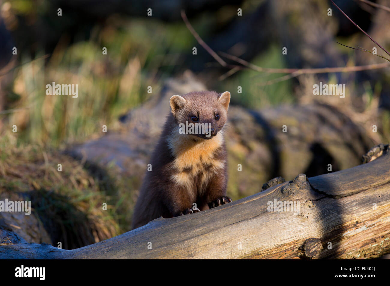 Baummarder; Martes Martes Single auf Log UK Stockfoto