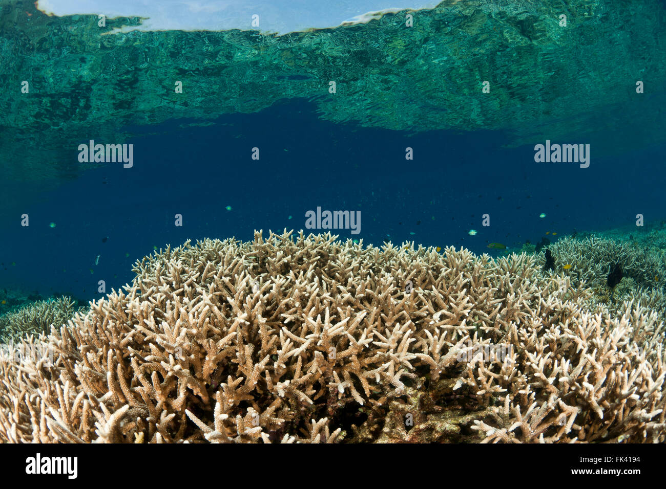 Reiche Verzweigung) Acropora sp.) Korallen. Stockfoto