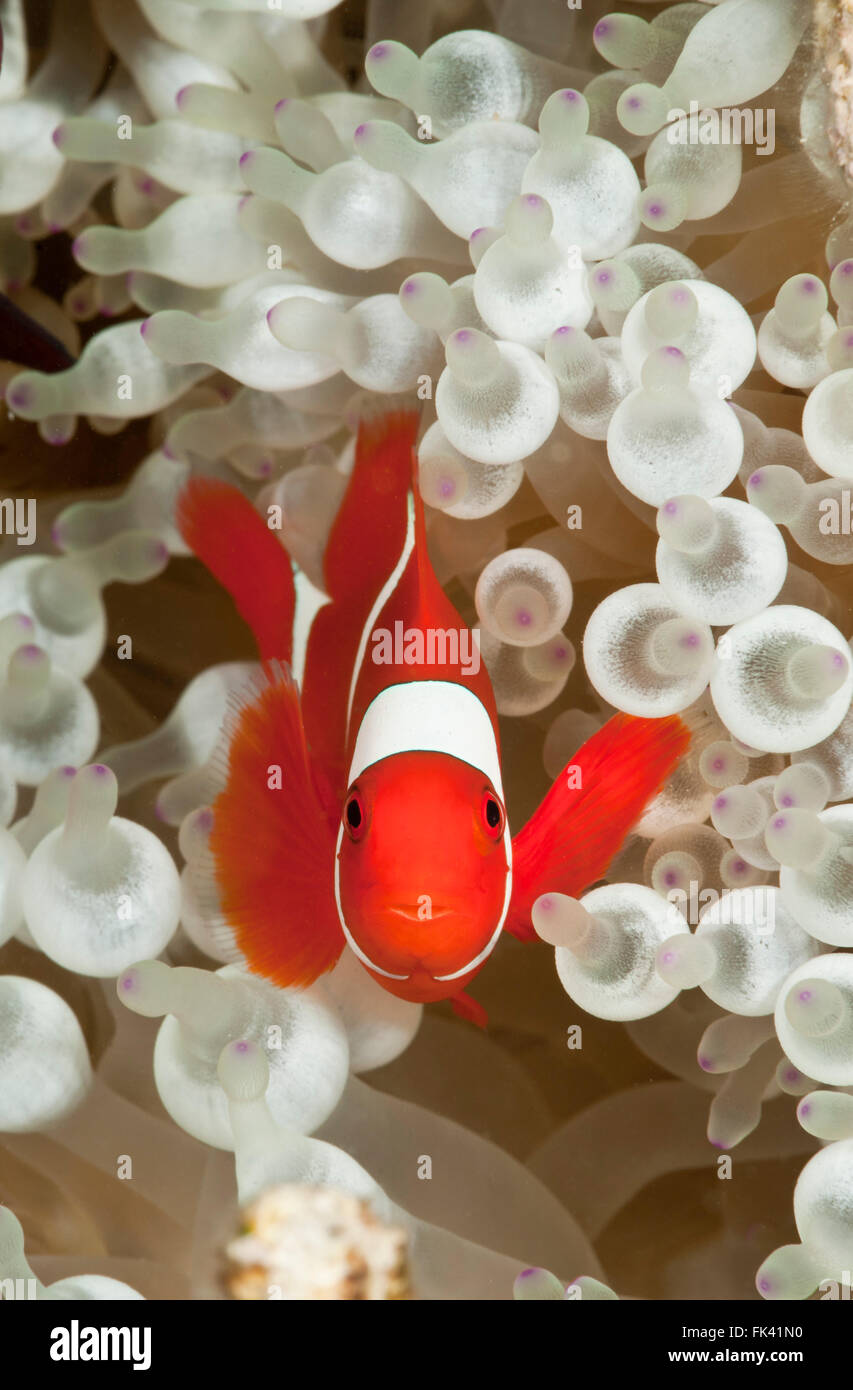 Spinecheek Anemonenfische (Premnas Biaculeatus) in seine bleichen Anemone nach Hause. Es kann hübsch aussehen, aber diese Anemone ist unter Hitzestress. Stockfoto