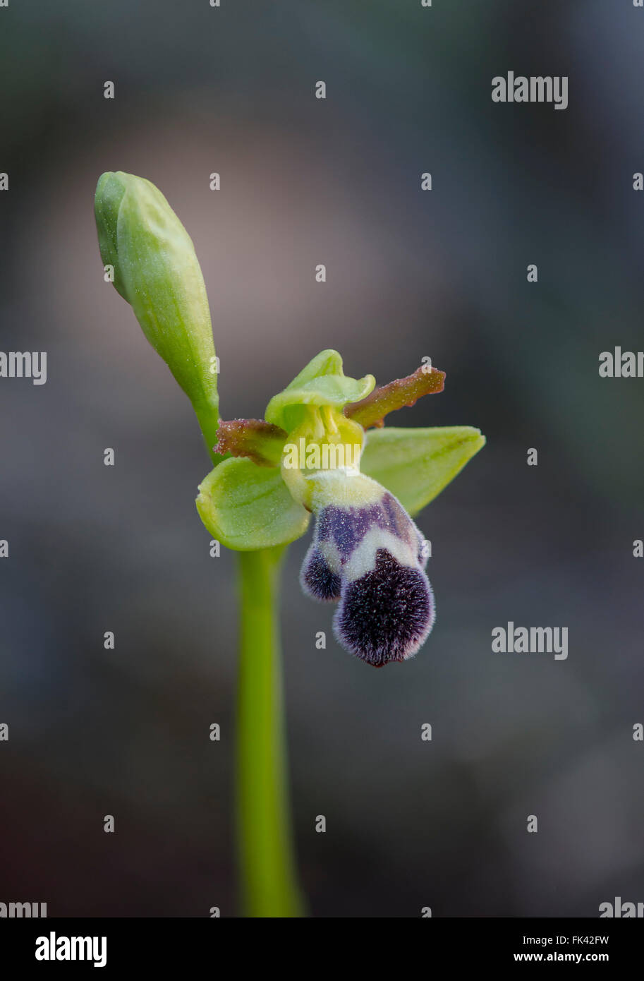 Düstere Bee-Orchidee, Ophrys Fusca Subspecies Dyris, Andalusien, Südspanien. Stockfoto