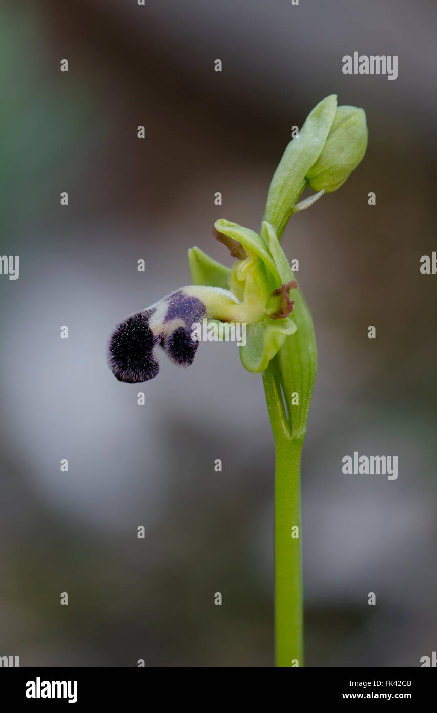 Düstere Bee-Orchidee, Ophrys Fusca Subspecies Dyris, Andalusien, Südspanien. Stockfoto