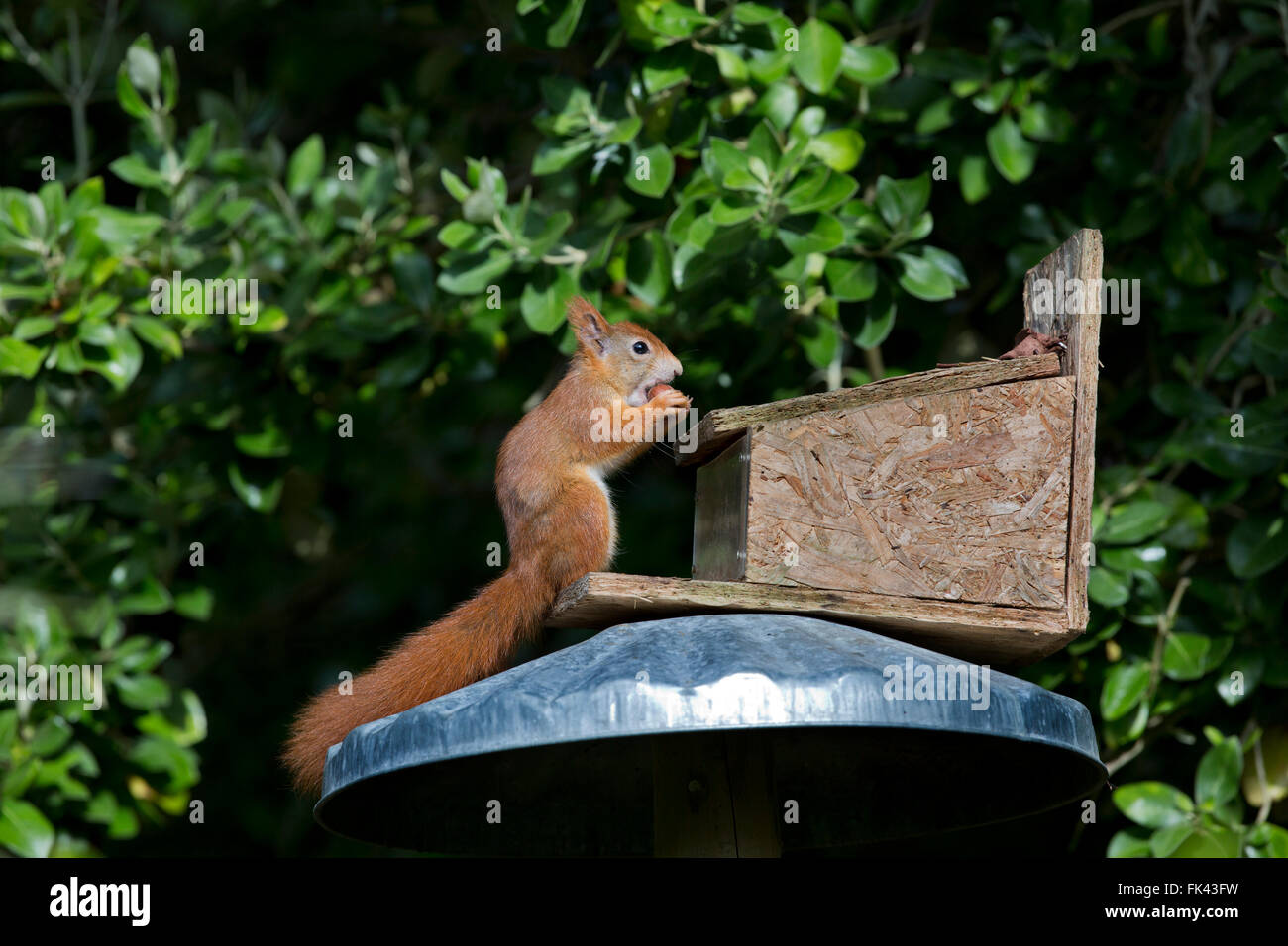 Eichhörnchen; Sciurus Vulgaris Single auf Feeder mit Haselnuss Tresco; Isles of Scilly; UK Stockfoto