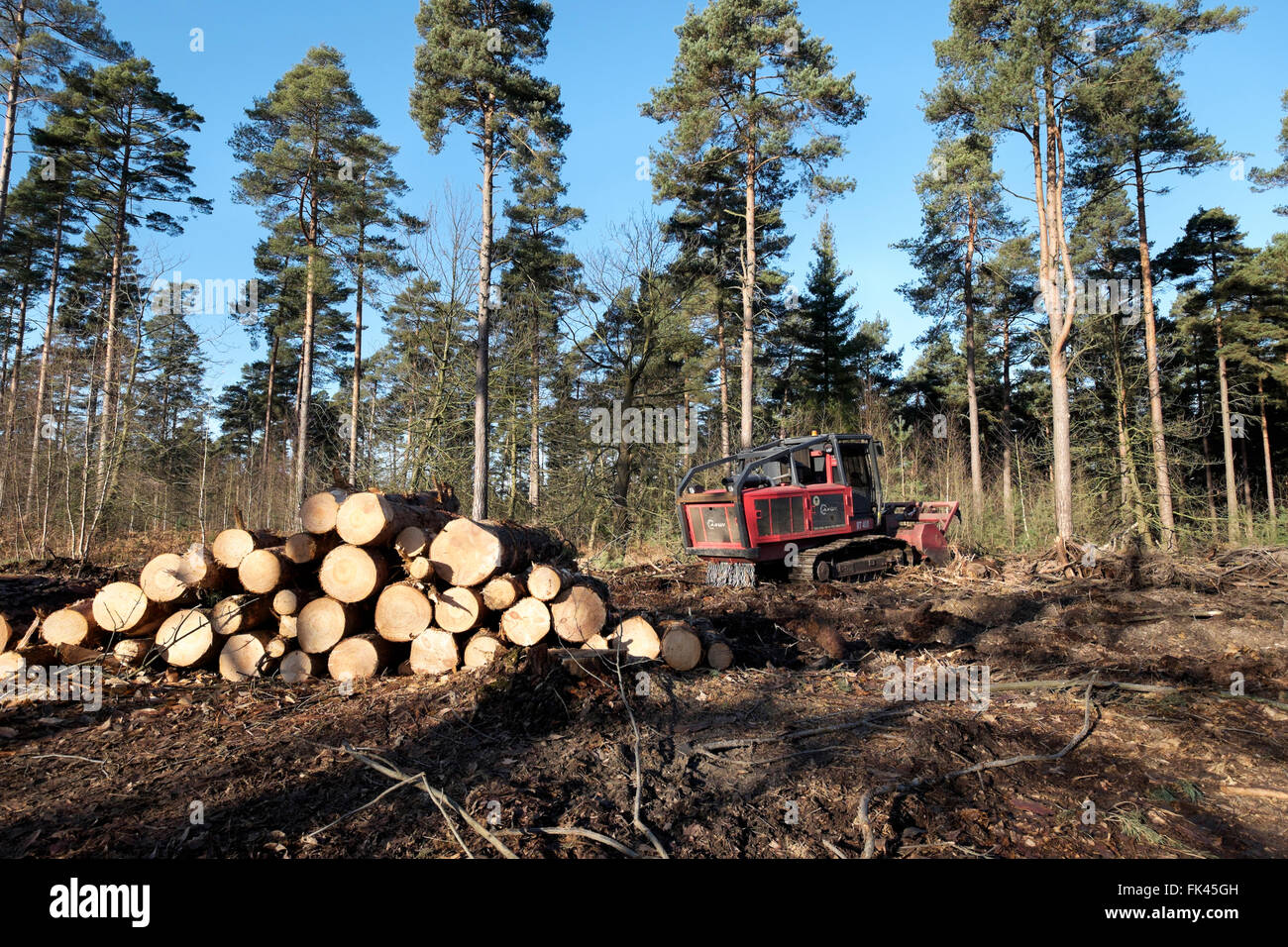 Forstwirtschaft-Clearance bei Phänomen Wald, Bracknell, Berkshire, England Stockfoto