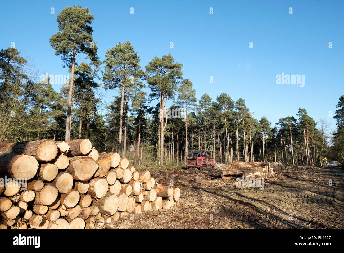 Forstwirtschaft-Clearance bei Phänomen Wald, Bracknell, Berkshire, England Stockfoto