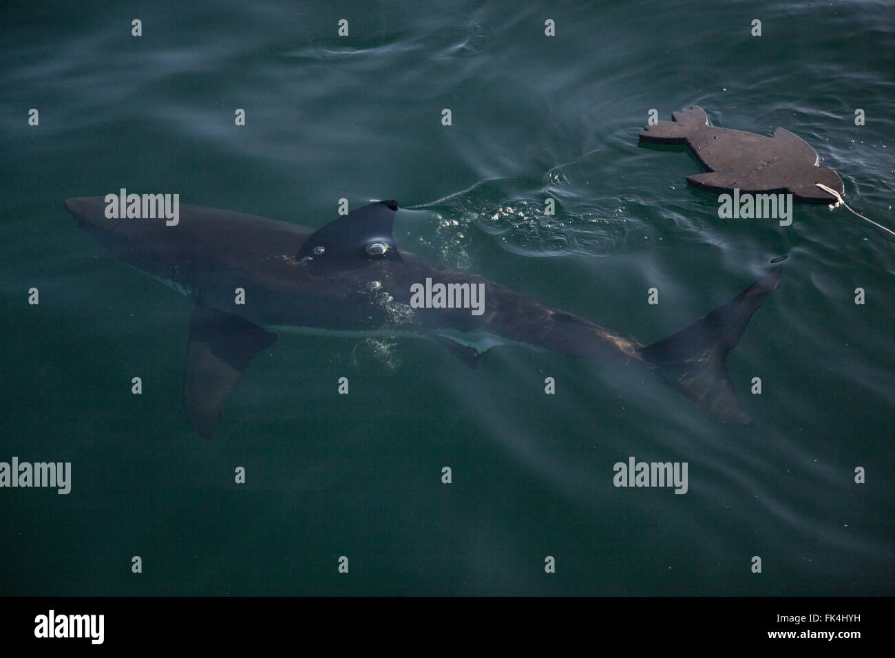 Der weiße Hai--Carcharodon Carcharias - im Atlantischen Ozean in der False Bay, Cape Town, Südafrika Stockfoto