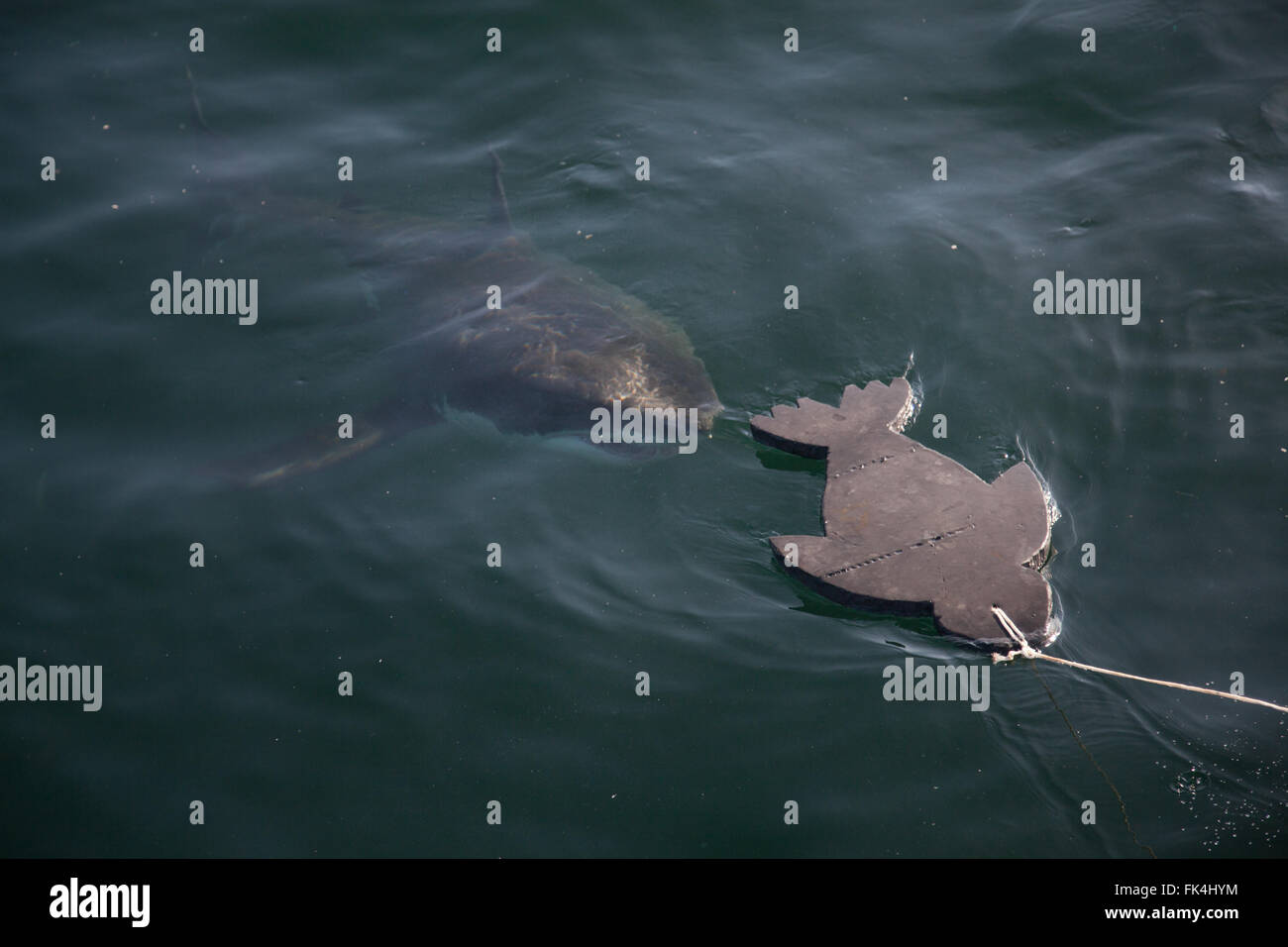 Der weiße Hai--Carcharodon Carcharias - im Atlantischen Ozean in der False Bay, Cape Town, Südafrika Stockfoto