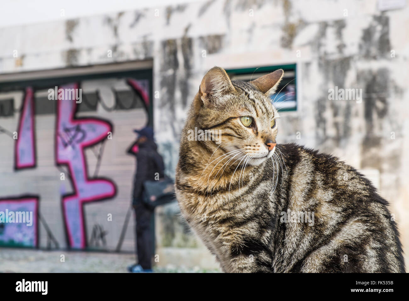 Straßenszene mit Katze Stockfoto