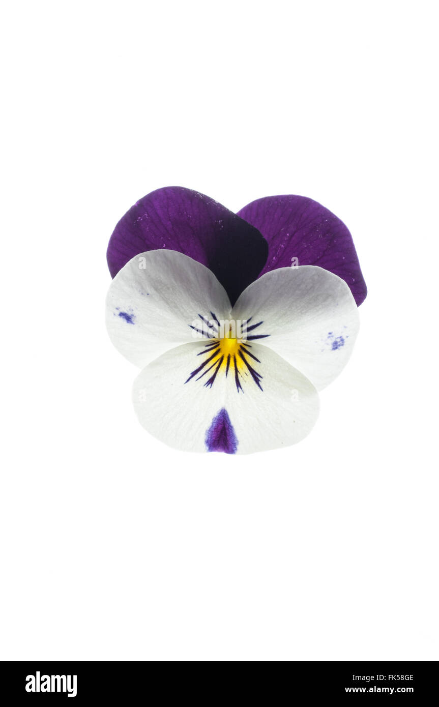 Viola Sorbet White aufspringen Stockfoto