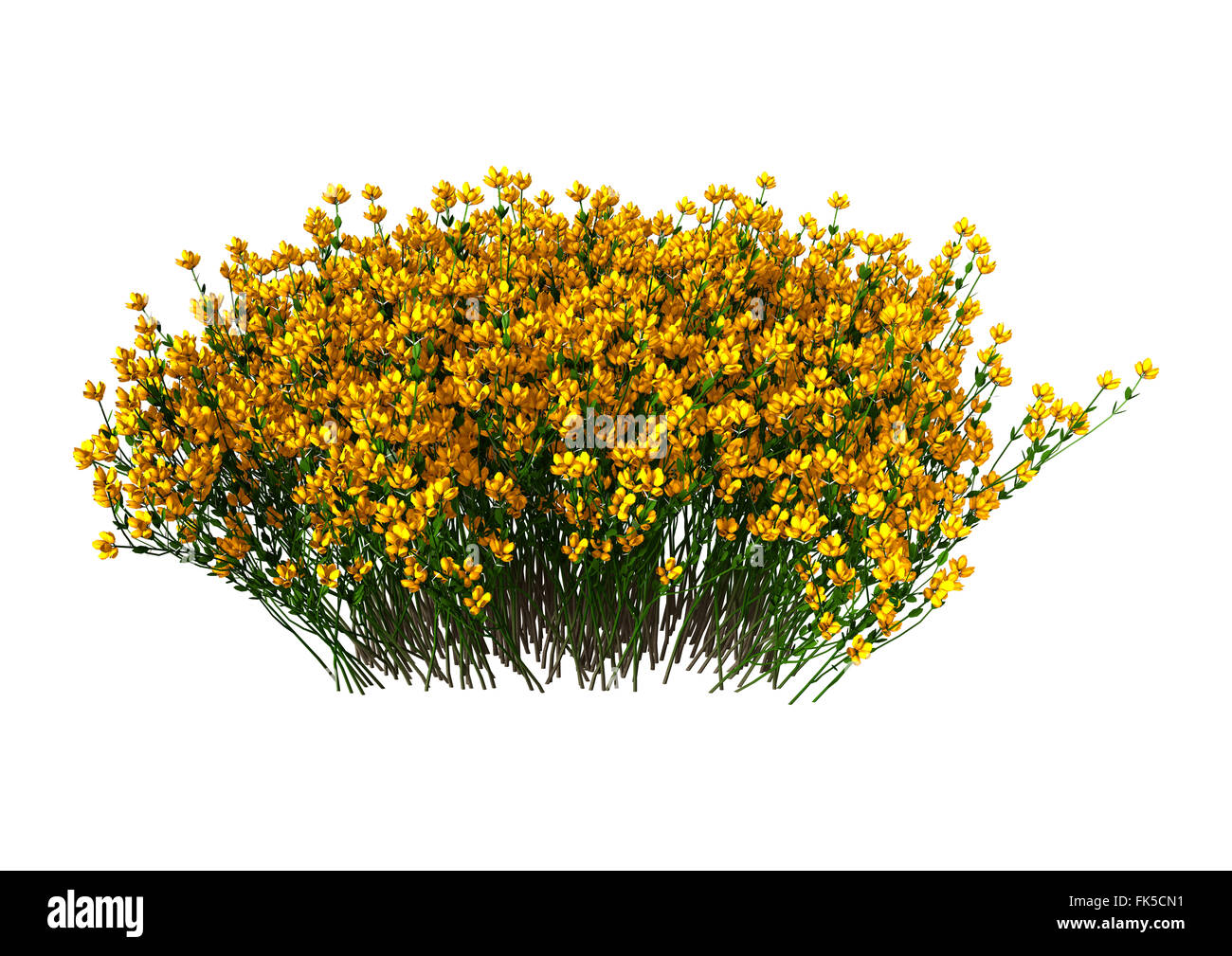 Genista Hispanica Blumen isoliert auf weißem Hintergrund Stockfoto