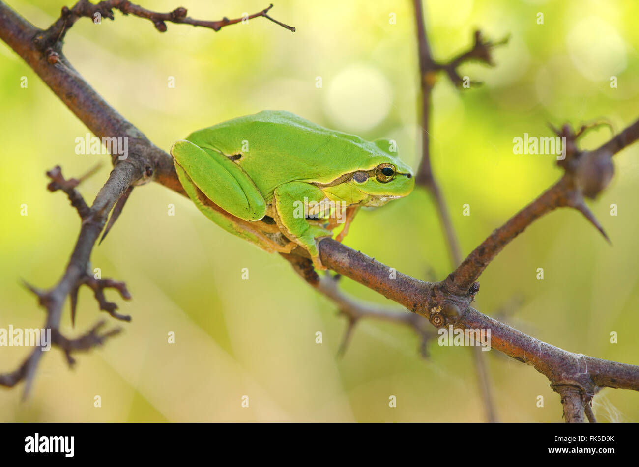 Hyla Arborea unter Ästen sitzend Stockfoto