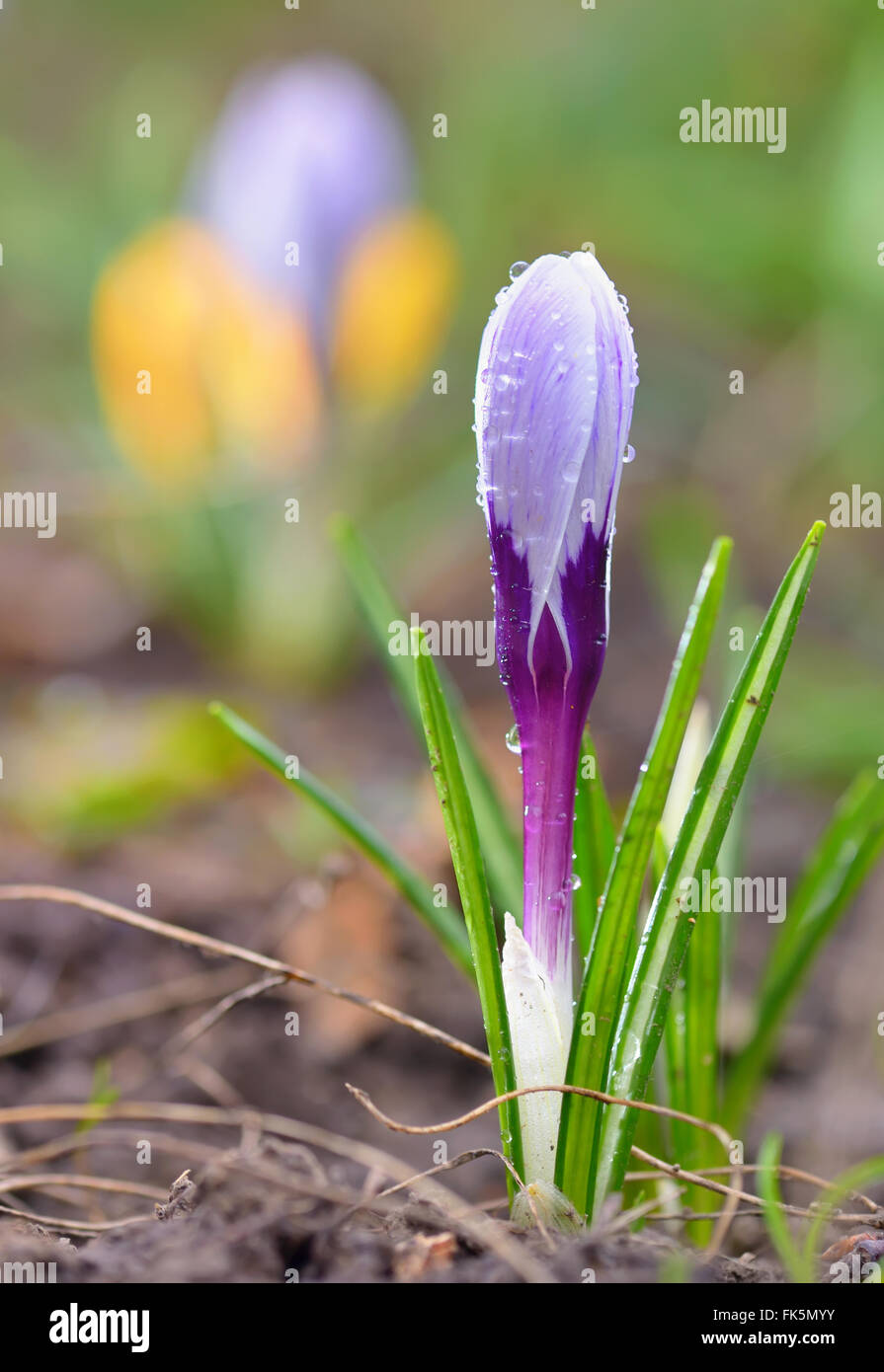 Krokusblüten und Tropfen im Frühling Stockfoto