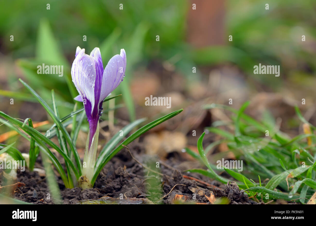 Krokusblüten und Tropfen im Frühling Stockfoto