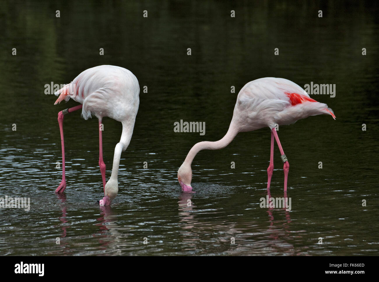 Rosaflamingos (Phoenicopterus Roseus) Fütterung Stockfoto