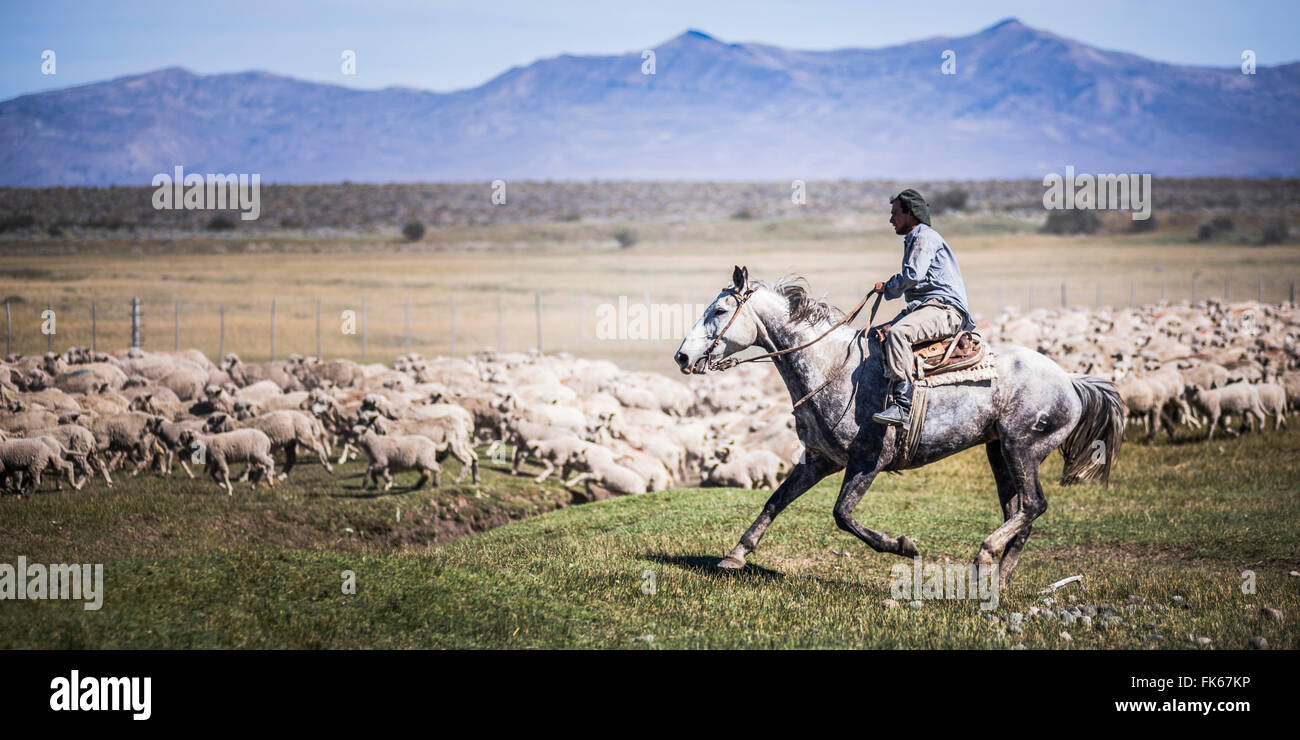 Gauchos Reiten und Pferde, Schafe, El Chalten, Patagonien, Argentinien, Südamerika runden Stockfoto