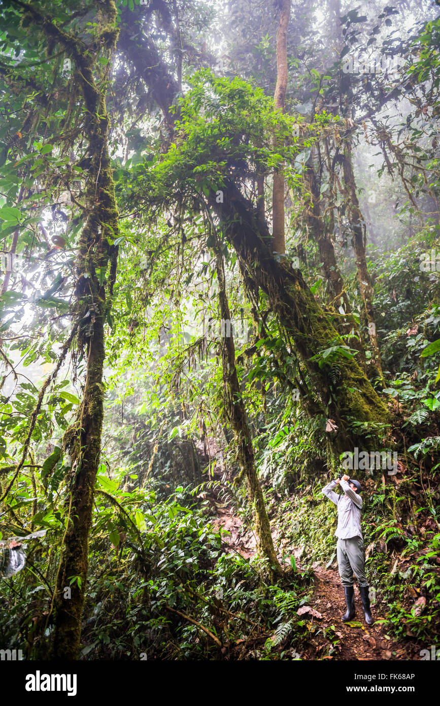 Vogelbeobachtung in der Choco Rainforest und Bereich der Nebelwald in der Provinz Pichincha, Ecuador, Südamerika Stockfoto